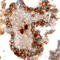 Frizzled Related Protein antibody, BAF592, R&D Systems, Immunohistochemistry paraffin image 