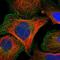 NSF Attachment Protein Gamma antibody, NBP1-86491, Novus Biologicals, Immunofluorescence image 