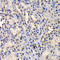 DEAD-Box Helicase 41 antibody, LS-C334807, Lifespan Biosciences, Immunohistochemistry frozen image 