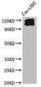 Cadherin 1 antibody, CSB-MA005034A0m, Cusabio, Western Blot image 