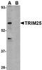 E3 ubiquitin/ISG15 ligase TRIM25 antibody, LS-B2701, Lifespan Biosciences, Western Blot image 