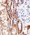 Transmembrane Serine Protease 3 antibody, orb330937, Biorbyt, Immunohistochemistry paraffin image 