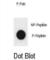 Cyclin Dependent Kinase Inhibitor 1B antibody, abx032271, Abbexa, Western Blot image 