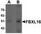 F-Box And Leucine Rich Repeat Protein 16 antibody, orb95590, Biorbyt, Western Blot image 