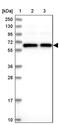 T-Complex 11 Like 2 antibody, PA5-59905, Invitrogen Antibodies, Western Blot image 