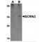 Secernin 3 antibody, MBS150376, MyBioSource, Western Blot image 