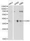 Cyclin Dependent Kinase 6 antibody, LS-C331529, Lifespan Biosciences, Western Blot image 