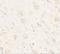 Adhesion Molecule With Ig Like Domain 1 antibody, NBP2-81780, Novus Biologicals, Immunohistochemistry paraffin image 