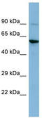 Endogenous Retrovirus Group W Member 1, Envelope antibody, TA341945, Origene, Western Blot image 