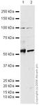 Matrix Metallopeptidase 14 antibody, ab53712, Abcam, Western Blot image 