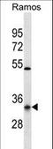 Olfactory Receptor Family 10 Subfamily G Member 9 antibody, LS-C163134, Lifespan Biosciences, Western Blot image 