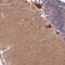 Rap Guanine Nucleotide Exchange Factor 3 antibody, PA5-60399, Invitrogen Antibodies, Immunohistochemistry frozen image 