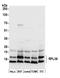 Ribosomal Protein L36 antibody, A305-066A, Bethyl Labs, Western Blot image 