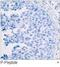 Jun Proto-Oncogene, AP-1 Transcription Factor Subunit antibody, orb14758, Biorbyt, Immunohistochemistry paraffin image 