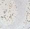 Human Ig Light chain antibody, LS-C348502, Lifespan Biosciences, Immunohistochemistry frozen image 