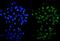 Methyltransferase Like 14 antibody, A07389-2, Boster Biological Technology, Immunofluorescence image 
