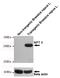 Neomycin Phosphotransferase II antibody, MBS475171, MyBioSource, Western Blot image 