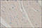 Apoptosis Inducing Factor Mitochondria Associated 2 antibody, 252045, Abbiotec, Immunohistochemistry paraffin image 