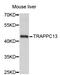 Trafficking Protein Particle Complex 13 antibody, STJ26360, St John