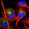 SP140 Nuclear Body Protein antibody, NBP1-81275, Novus Biologicals, Immunofluorescence image 