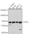 Cryptochrome Circadian Regulator 1 antibody, A6807, ABclonal Technology, Western Blot image 