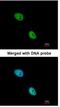 NK2 Homeobox 5 antibody, NBP1-31558, Novus Biologicals, Immunofluorescence image 