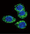 Fibroblast Growth Factor Receptor 2 antibody, LS-C97519, Lifespan Biosciences, Immunofluorescence image 