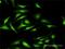 DNA Methyltransferase 3 Like antibody, H00029947-D01P, Novus Biologicals, Immunocytochemistry image 