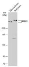 MAP2 antibody, GTX634473, GeneTex, Western Blot image 