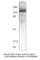 Slingshot Protein Phosphatase 1 antibody, SISHT-101AP, FabGennix, Western Blot image 