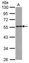 Golgi Reassembly Stacking Protein 2 antibody, NBP2-16740, Novus Biologicals, Western Blot image 