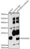 NADH:Ubiquinone Oxidoreductase Subunit B10 antibody, GTX33350, GeneTex, Immunoprecipitation image 