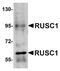 RUN And SH3 Domain Containing 1 antibody, A11204, Boster Biological Technology, Western Blot image 