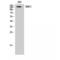 Structural Maintenance Of Chromosomes 1A antibody, LS-C386107, Lifespan Biosciences, Western Blot image 