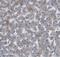 Glyoxylate And Hydroxypyruvate Reductase antibody, FNab03645, FineTest, Immunohistochemistry frozen image 