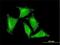 RasGEF Domain Family Member 1C antibody, H00255426-M01, Novus Biologicals, Immunocytochemistry image 