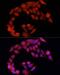 Nuclear Factor, Erythroid 2 Like 2 antibody, LS-C746895, Lifespan Biosciences, Immunofluorescence image 