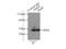 Heparin Binding Growth Factor antibody, 11344-1-AP, Proteintech Group, Immunoprecipitation image 