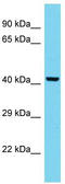 MOSC domain-containing protein 2, mitochondrial antibody, TA330662, Origene, Western Blot image 