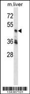 Cyclin Dependent Kinase 18 antibody, 58-116, ProSci, Western Blot image 