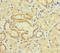 Transmembrane Protein 95 antibody, A63676-100, Epigentek, Immunohistochemistry paraffin image 