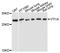 Vesicle Transport Through Interaction With T-SNAREs 1A antibody, A5162, ABclonal Technology, Western Blot image 