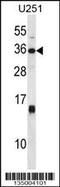 STC antibody, 58-050, ProSci, Western Blot image 