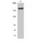 WNK1 antibody, LS-C386676, Lifespan Biosciences, Western Blot image 