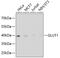 Solute Carrier Family 2 Member 1 antibody, 13-944, ProSci, Western Blot image 