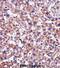 Transgelin 2 antibody, abx027779, Abbexa, Immunohistochemistry frozen image 