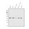 Inhibin Subunit Alpha antibody, A02413-3, Boster Biological Technology, Western Blot image 