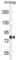 Tetratricopeptide Repeat Domain 30B antibody, abx026052, Abbexa, Western Blot image 