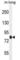 Tetratricopeptide Repeat Domain 30B antibody, abx026052, Abbexa, Western Blot image 