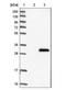 Inverted Formin, FH2 And WH2 Domain Containing antibody, NBP1-88414, Novus Biologicals, Western Blot image 